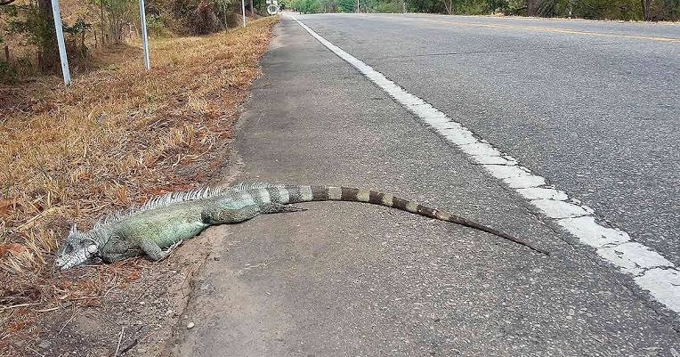 இனித்து கிடந்தது ஒரு பாம்பு