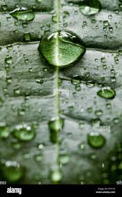 நீரே கழுவி எடுப்பது