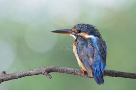 Song of a solidary&nbsp;Kingfisher