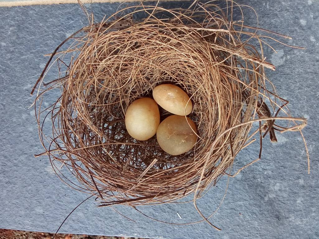 குருவி இட்டது ஒரு&nbsp;கூழாங்கல்