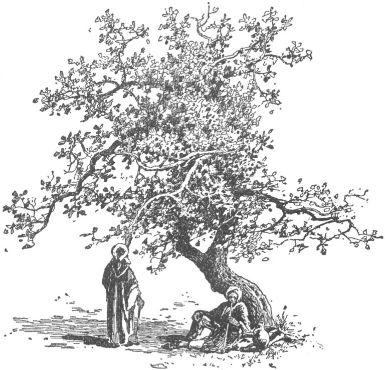 எமது நிழலே உமது&nbsp;கூடாரம்