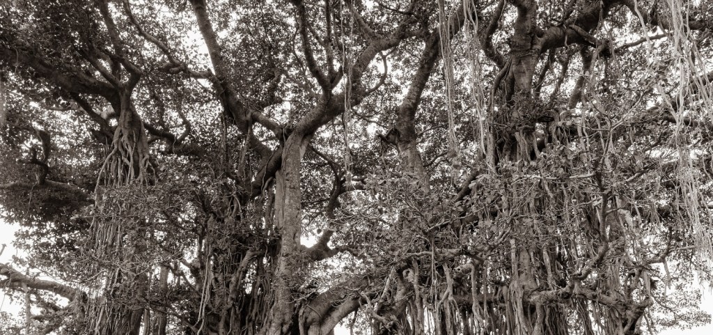 மரத்திற்கு மரம்