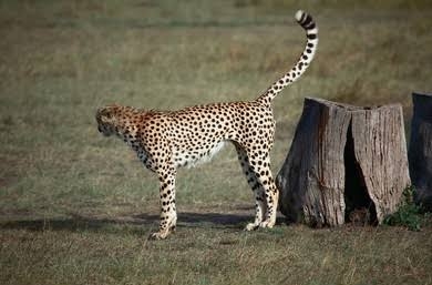 நேற்று மண்டிய கசடுகள்