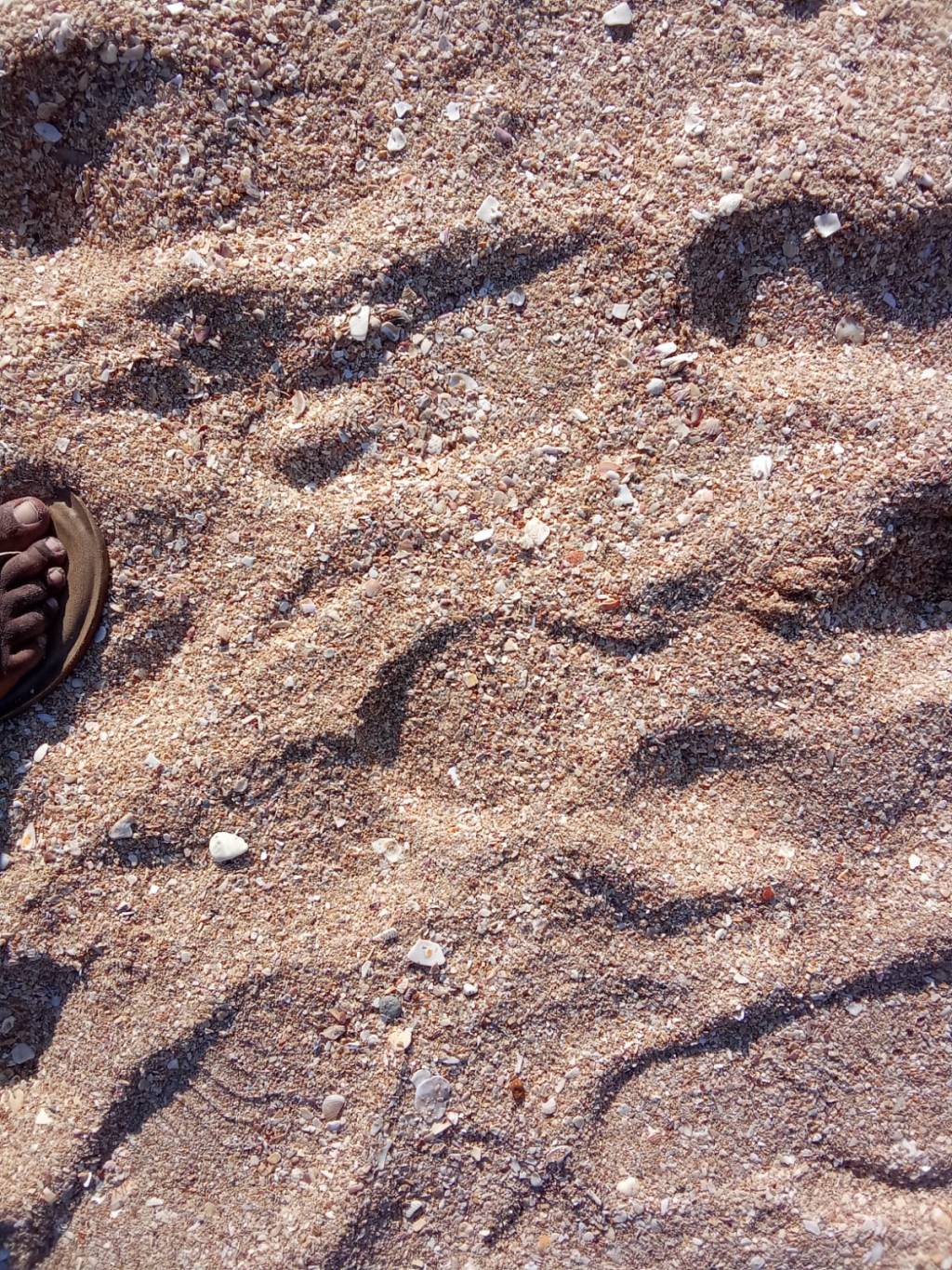 செத்து மிதந்தன பாதங்கள்