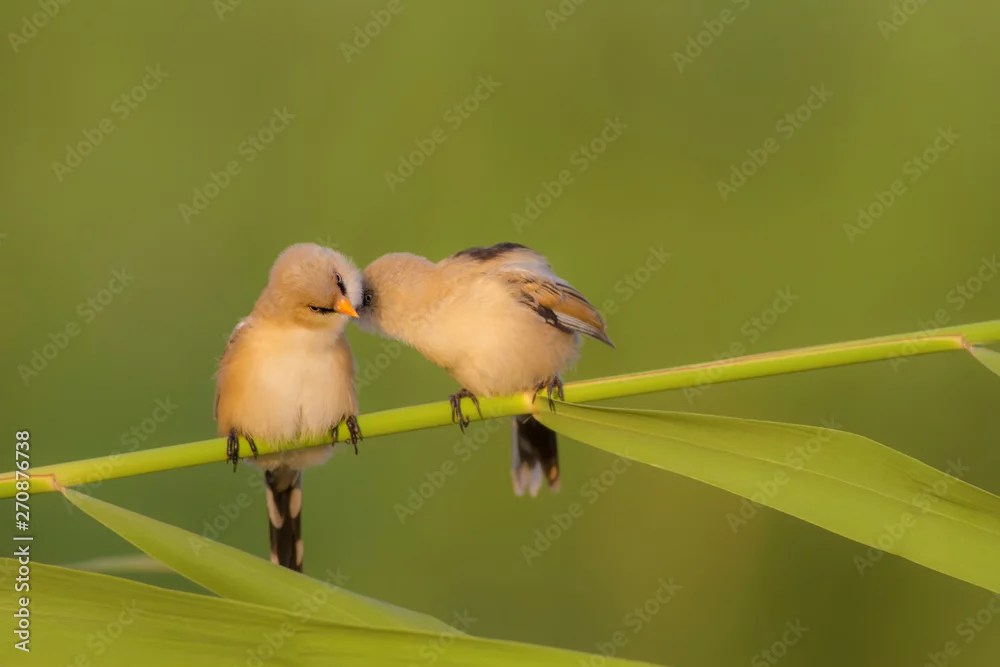 அமுதங் காணீரோ