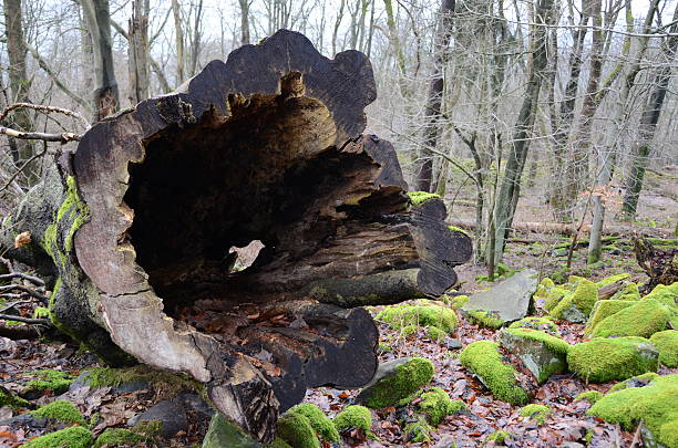 உன் நெஞ்சாங் குருதி