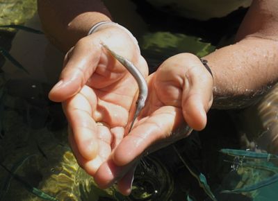 பாதி துள்ளிய உயிரின்&nbsp;கரை