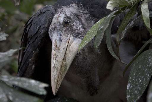 புள்ளலகின் ஊட்டு